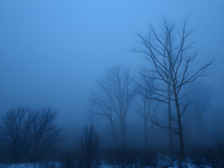 dark misty forest ambience