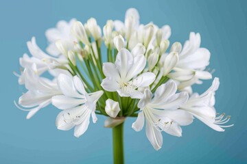 Fototapeta premium Blue flower in the wild