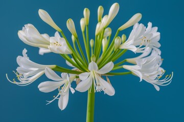 Blue flower in the wild