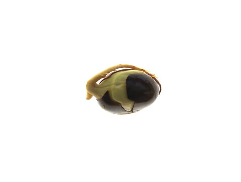 Growing seed of Fouteria lucuma, a species of tree in the family Sapotaceae, cultivated for its fruit, the l&uacute;cuma. It is native to Bolivia, Ecuador, Chile and Peru, on white background
