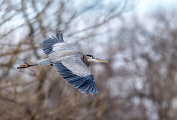 Great blue heron in flight past bare trees in winter.