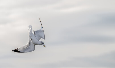 Ring-billed gull in flight, diving toward the ground.