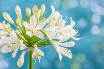 Fototapeta premium Blue flower in the wild