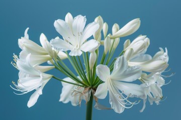 Fototapeta premium Blue flower in the wild