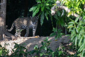 Yaguarete en la selva © Tomas