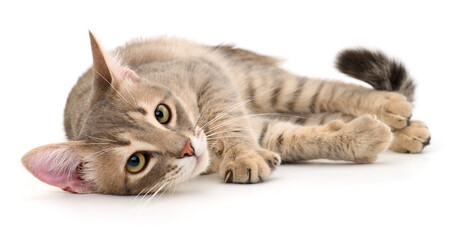 Fototapeta premium Kitten on white background.