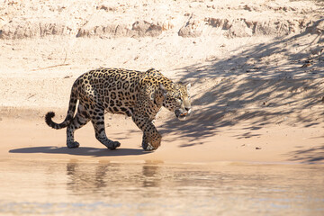 Yaguarete en Pantanal