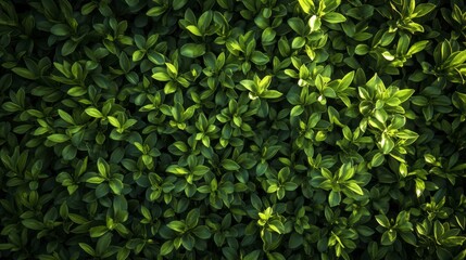 Obraz premium Lush Green Leaf Texture Background - Nature Close-Up
