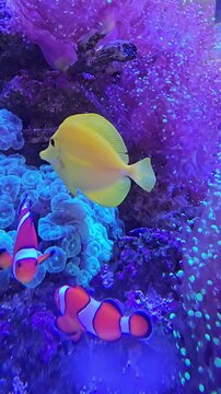 Clown Anemonefish swimming around in vibrant marine aquarium vertical video