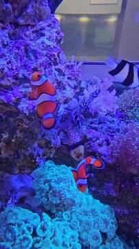 Colorful tropical fish swimming around in saltwater reef aquarium vertical video