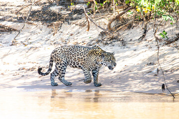 Yaguarete en Pantanal © Tomas