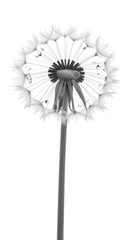 The puffy dandelion blowball with flying seeds