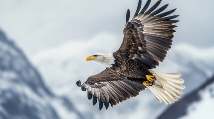 Obraz premium Majestic Bald Eagle in Flight with Snowy Mountains in Background