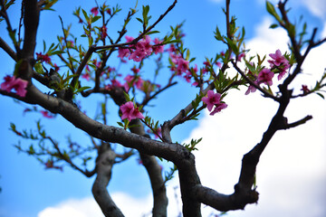 Primavera