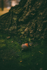 
Acorn lying on moss-covered ground near a tree base with textured bark, surrounded by natural elements.  
