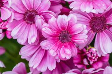 Vibrant pink flowers blooming in close-up. Nature, floral, spring, summer.