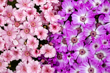 Pink and purple Cineraria flowers create a vibrant contrast. Floral, spring, colorful, nature.