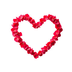 Obraz premium red rose heart