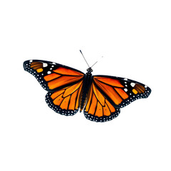 Naklejka premium butterfly isolated on white