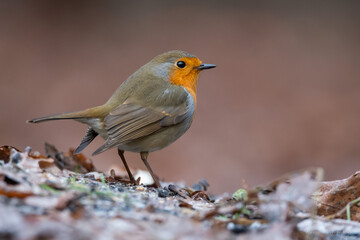 A robin on a feeding trough in the forest on pine branches with cones