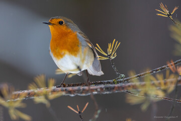A robin on a feeding trough in the forest on pine branches with cones
