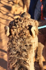 Sahara Desert, Morocco