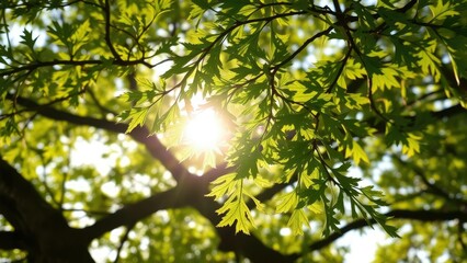 Fototapeta premium Delicate oak tree leaves glistening in the soft morning sunlight, nature, sunlight