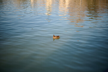 A duck swimming in the lake of Retiro Park, Madrid, capturing the serene atmosphere and natural beauty of this iconic green space in the heart of the city