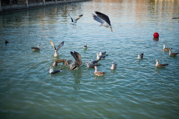 Seagulls flying and swimming in the lake of Retiro Park, Madrid, capturing the peaceful and scenic atmosphere of this beloved green space in the heart of the city