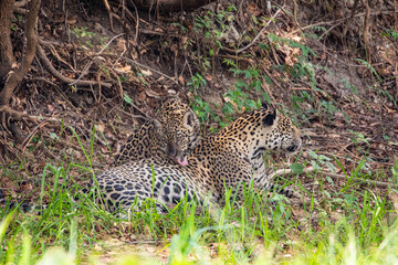 yaguarete con cria © Tomas