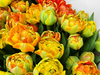 Bouquet of colorful tulips flowers.