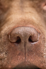 Dog face with nose close-up in defocus