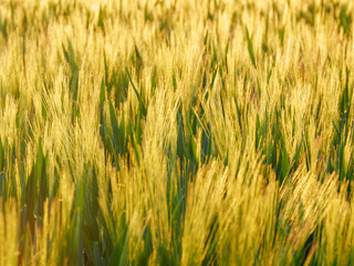 Blurry Green Yellow Wheat Field in Sunset. Nature Composition Background