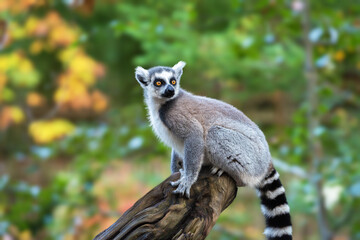 An adult ring-tailed lemur (Lemur catta)  sits on the trunk of a dry tree