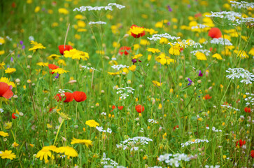 Primavera