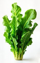 Fresh vibrant green sea lettuce algae stands out against white background. Healthy food item isolated for stock photo. Edible aquatic plant. Seaweed ideal for vegetarian, eco friendly recipes.