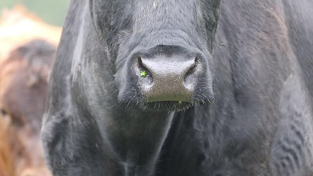 Detail of cow's mouth while mooing. Water vapor rising from cattle mouth in cold weather. Aberdeen Angus catlle on graze. Autumn nature pasture. Ecological farming at countryside.