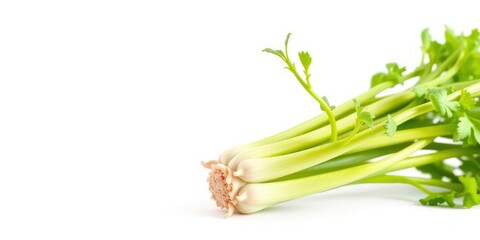 Obraz premium Fresh celery leaves sprouting from the base of a stalk on a white background, leafy greens, vegetable garden, food