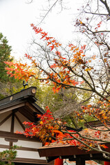 Japan in the fall with bright colors