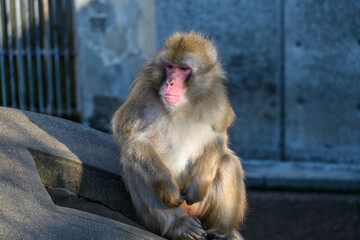 Obraz premium 動物園のお猿。鳥取県倉吉市の打吹公園で撮影