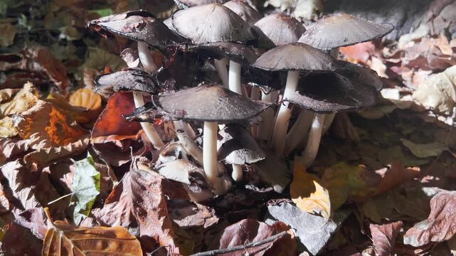 The old fruit bodies of Coprinus comatus, or shaggy ink cap, lawyer's wig, shaggy mane fungus growing on lawn.