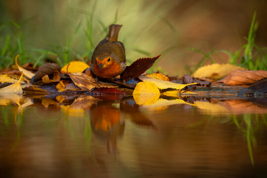 European robin perched in water among autumn leaves