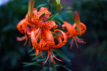 Beautiful orange flowers in the garden in summer. Gladiolus communis.