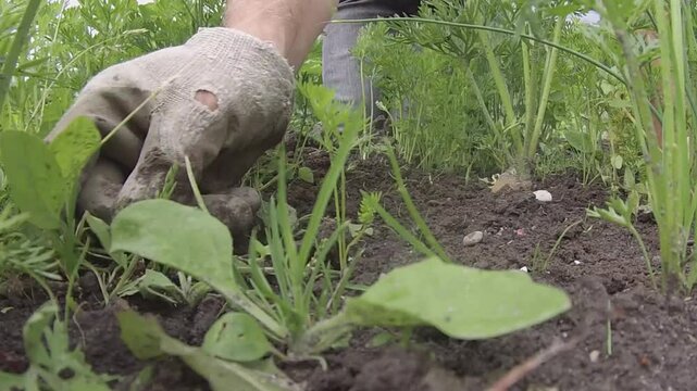 Weeding between carrots on an allotment