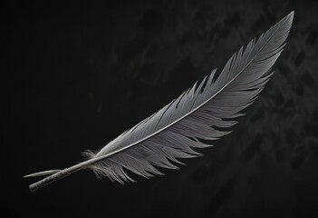 Obraz premium Detail of single pigeon quill against black backdrop, ethereal, nature, fluffy