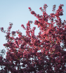 Ornamental apple tree with purple flowers; low angle view against blue sky.