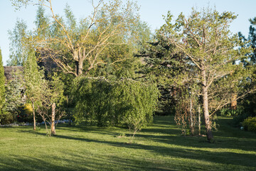 Part of the decorative garden of the house in spring, May, with various deciduous and coniferous trees.