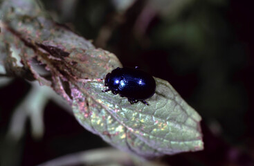 Chrysomela coerulans or blue mint beetle