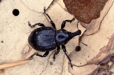 Liparus Germanus or German weevil