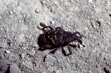 Hylobius abietis or the large pine weevil